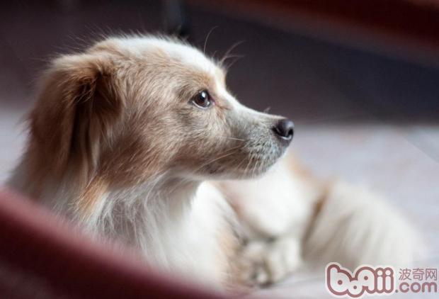 田園犬