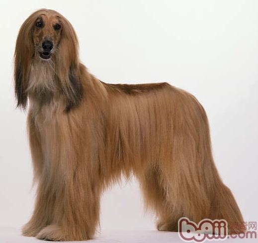 阿富汗犬