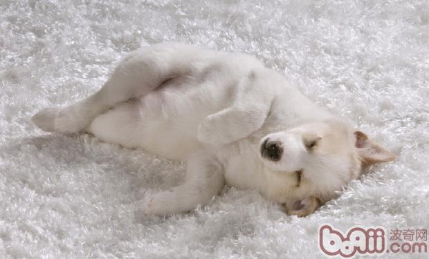 寵物犬