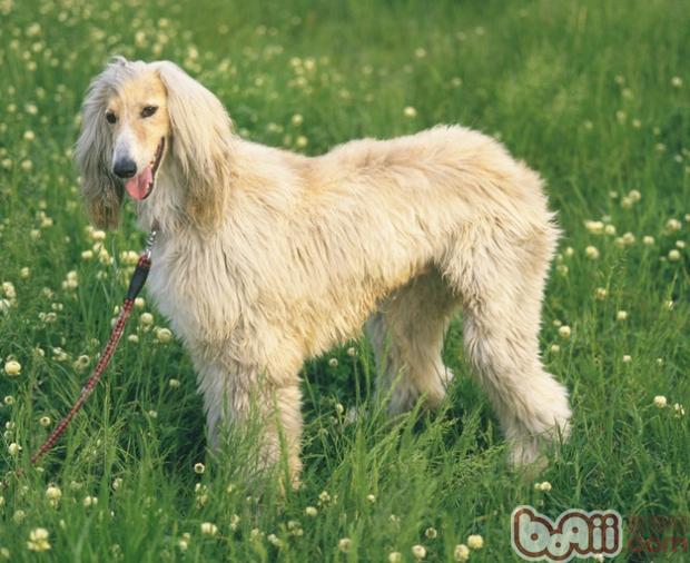 寵物犬