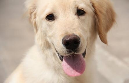 金毛犬