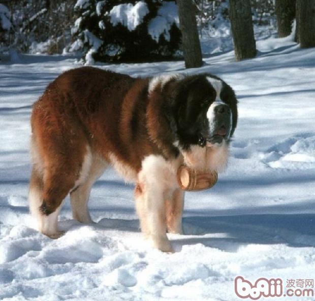 聖伯納犬