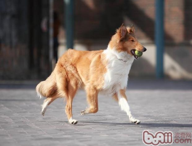 蘇格蘭牧羊犬