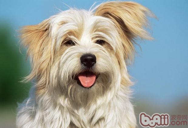 寵物犬