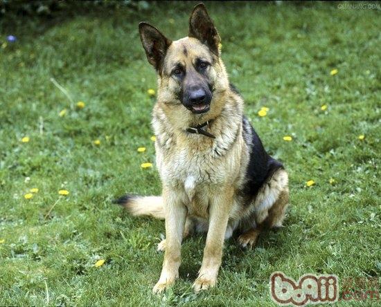 德國牧羊犬