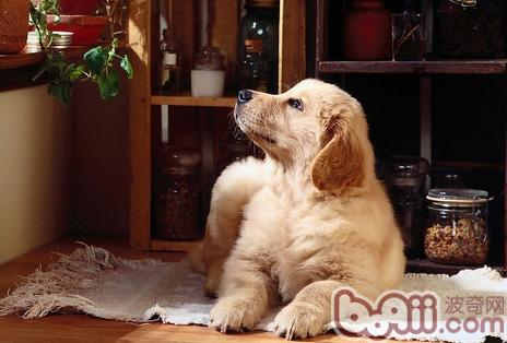 金毛犬