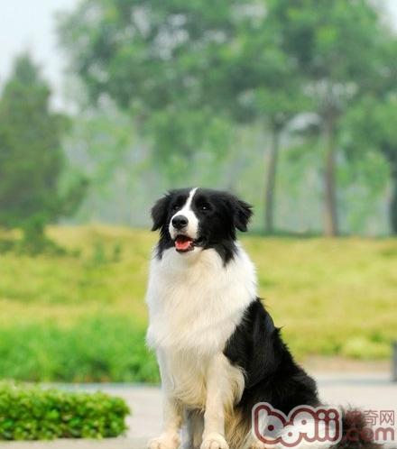 邊境牧羊犬