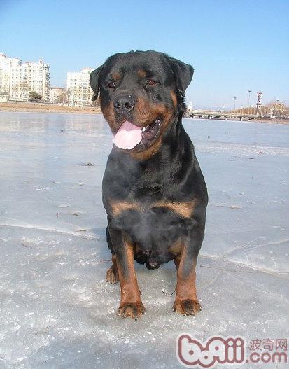 羅威納犬