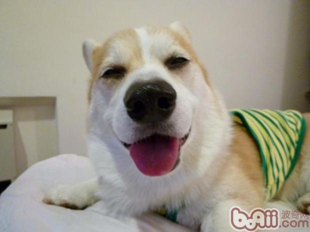 柯基犬