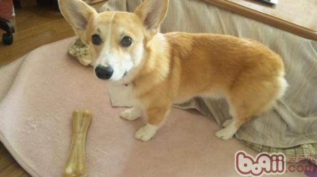 柯基犬