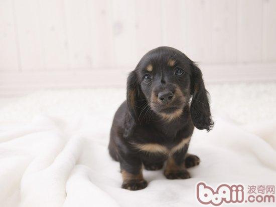 寵物犬