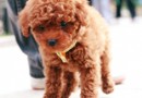 讓泰迪犬記住它的名字的方法
