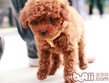 泰迪犬
