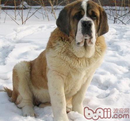 聖伯納犬