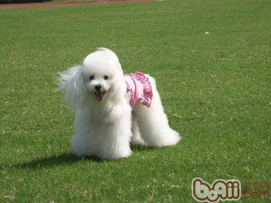 貴賓犬
