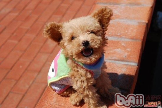 貴賓犬