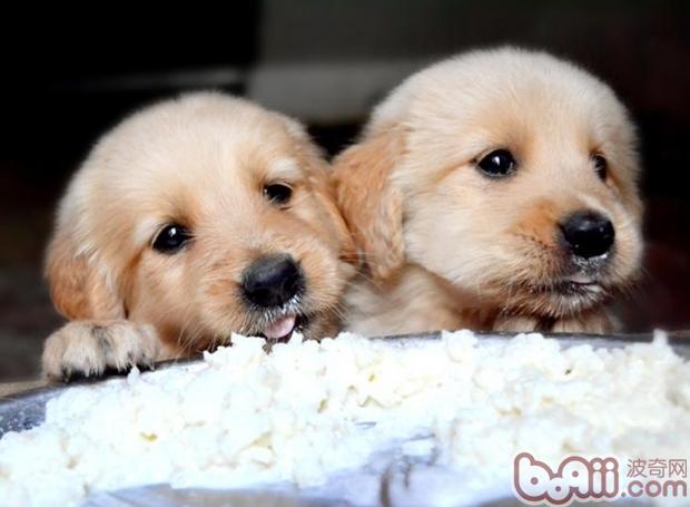 金毛幼犬