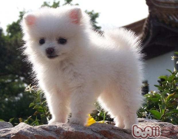 博美犬