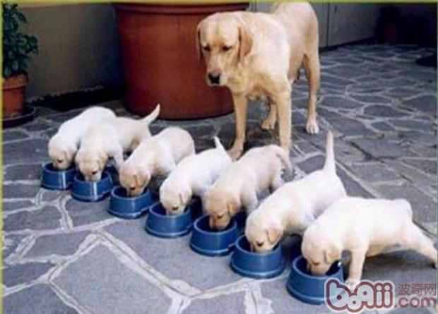 寵物犬