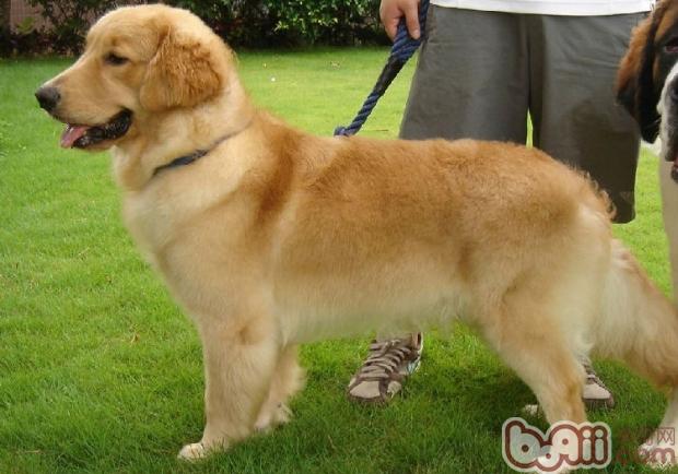 金毛犬