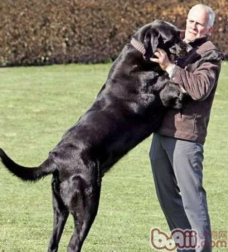 寵物犬