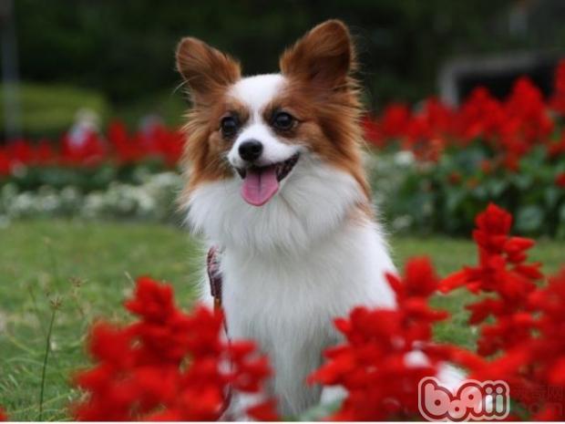 蝴蝶犬