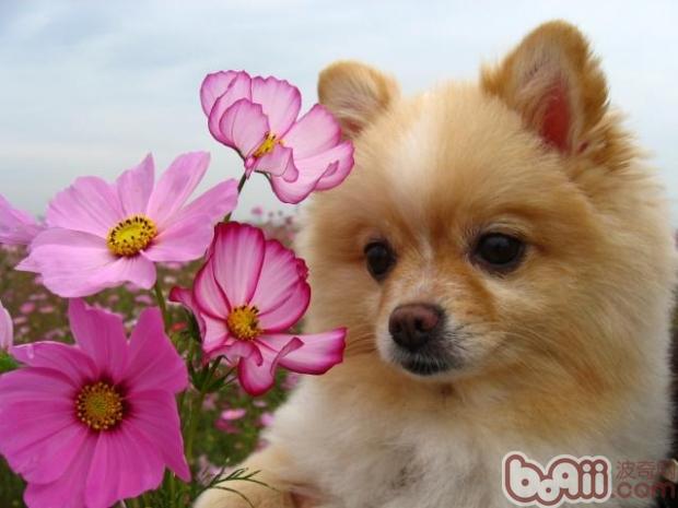 寵物犬