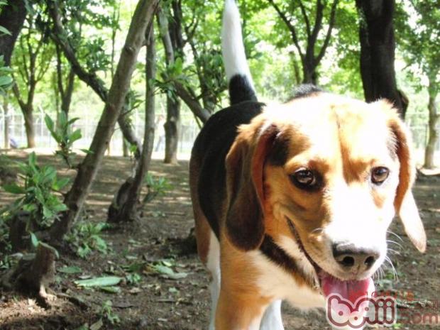 寵物犬