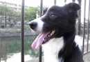 訓練寵物狗要因狗制宜