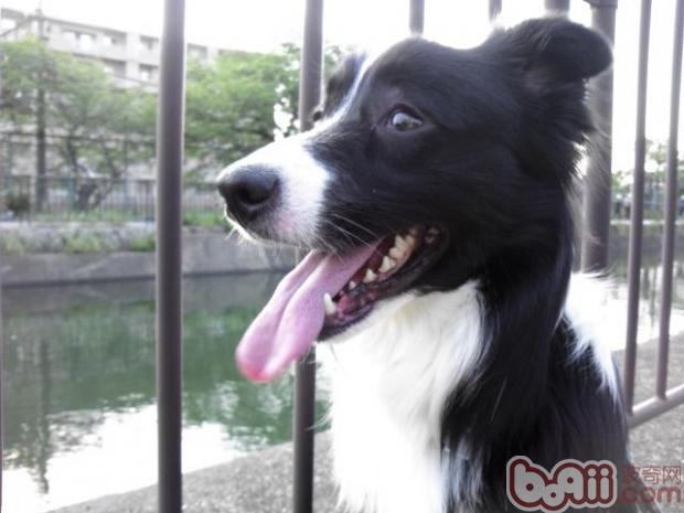 寵物犬