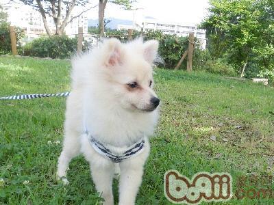 寵物犬
