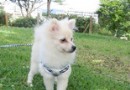 如何訓練幼犬回應名字