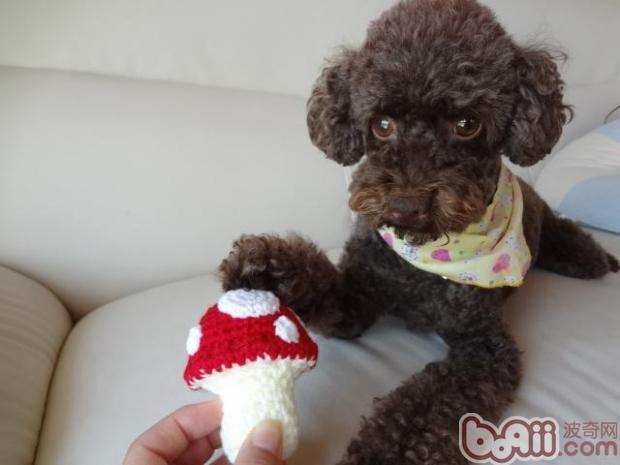 貴賓犬