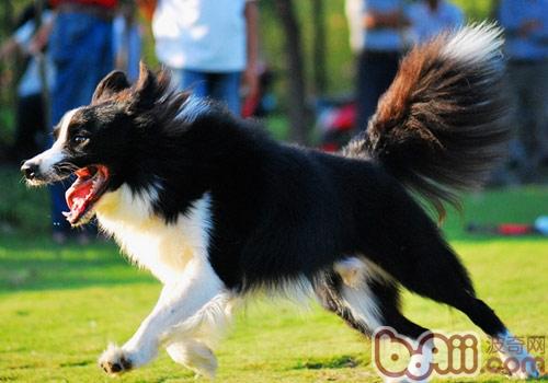 寵物犬.jpg