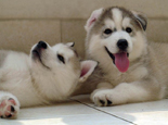 泰迪犬