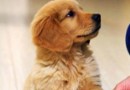 訓練幼犬的最佳時間