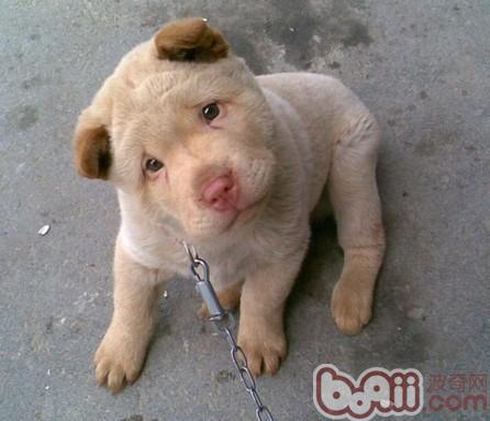 寵物犬