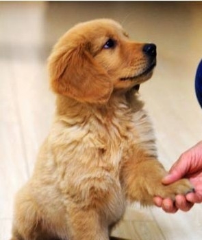 訓練幼犬.jpg
