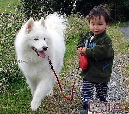 狗牽引帶.jpg