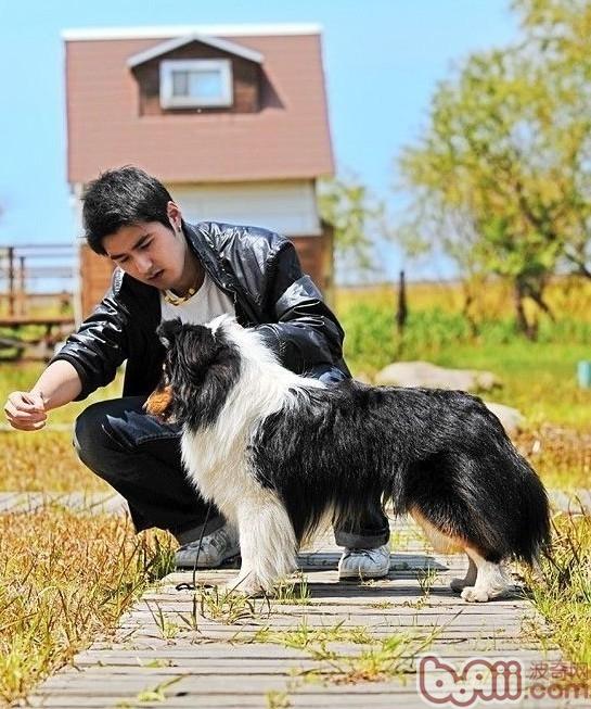 寵物犬