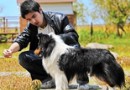 賽級犬的判定標准