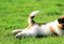 狗狗裝死訓練
