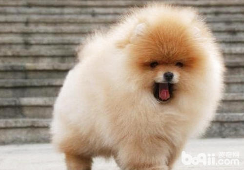 不同的博美犬也有一定的差異，要區別對待
