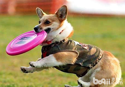 對於小型犬可以更多地靠撫摸、鼓勵等手段提高狗狗訓練的積極性