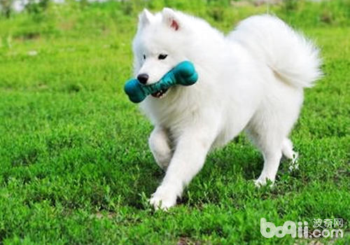 獎勵中大型犬，食物的量可以稍微多一點