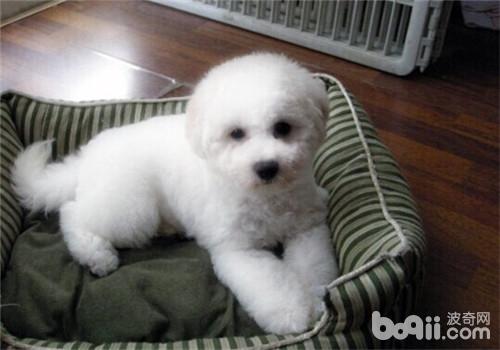 比熊犬
