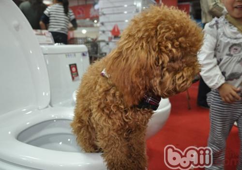 泰迪犬
