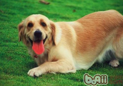 金毛犬
