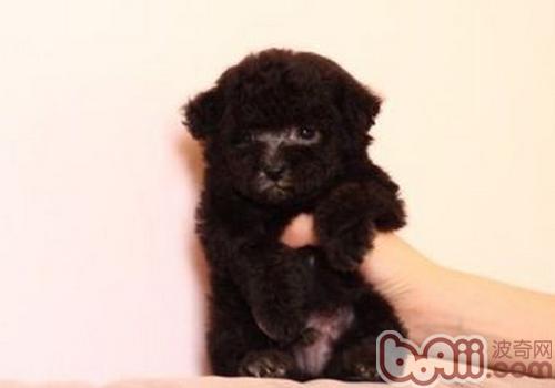 泰迪犬
