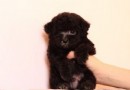 如何讓狗狗學會裝死